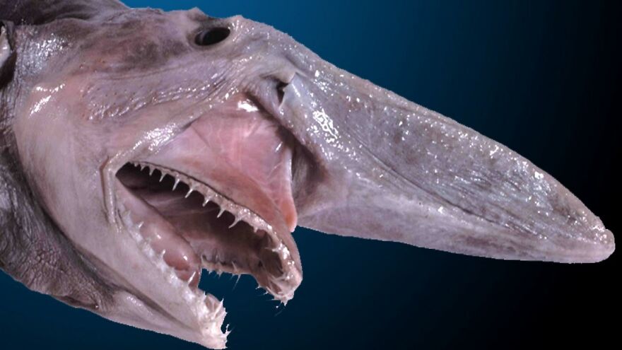 The Goblin Shark