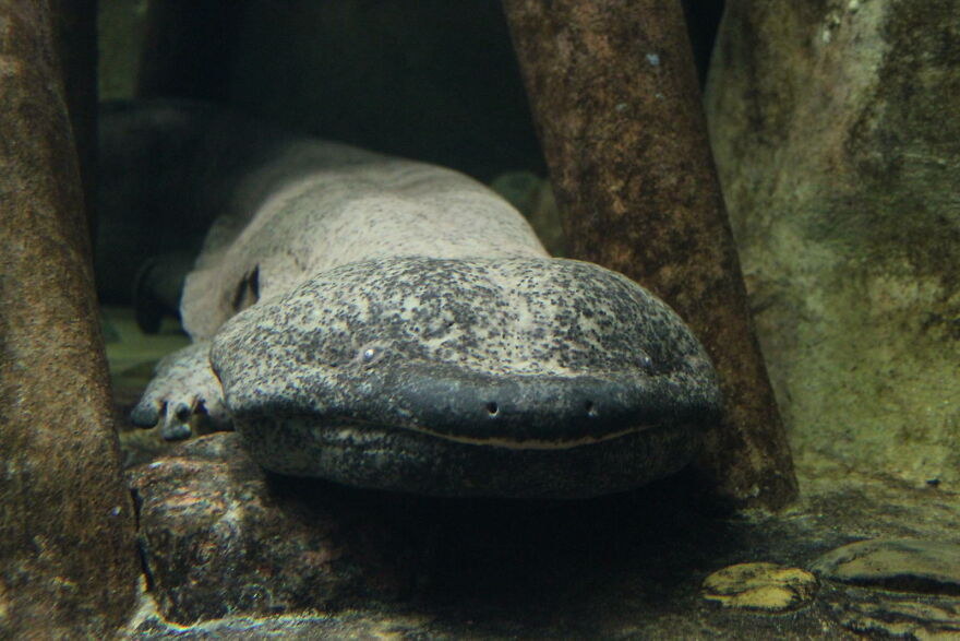 The Giant Salamander