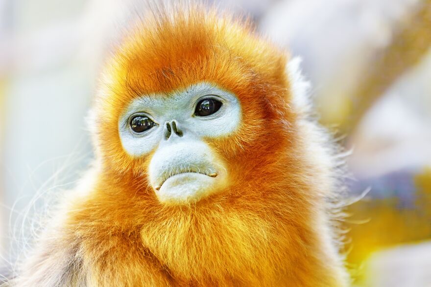 The Golden Snub-Nosed Monkey (I Think That's The Name)
