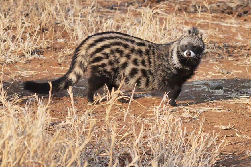 The African Civet