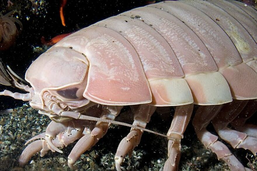 The Giant Isopod
