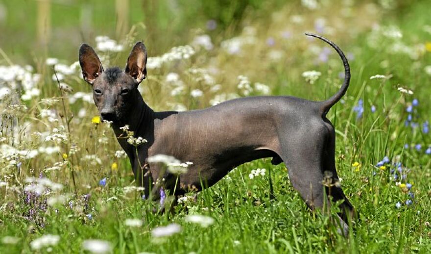The Xoloitzcuintli