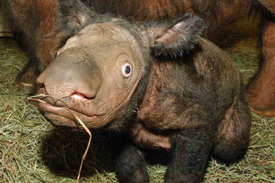 The Sumatran Rhino