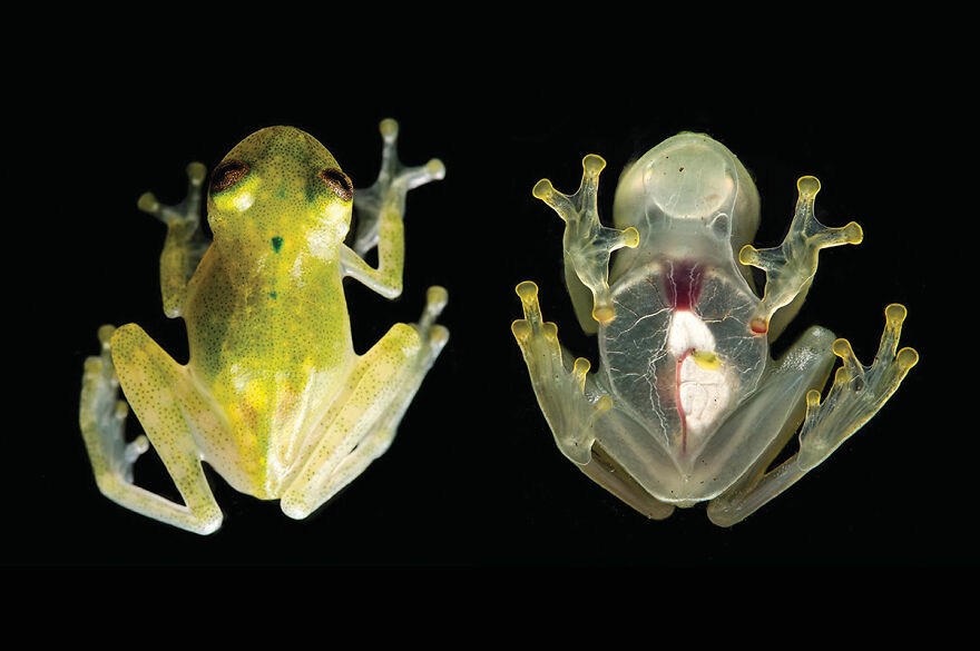 The Glass Frog