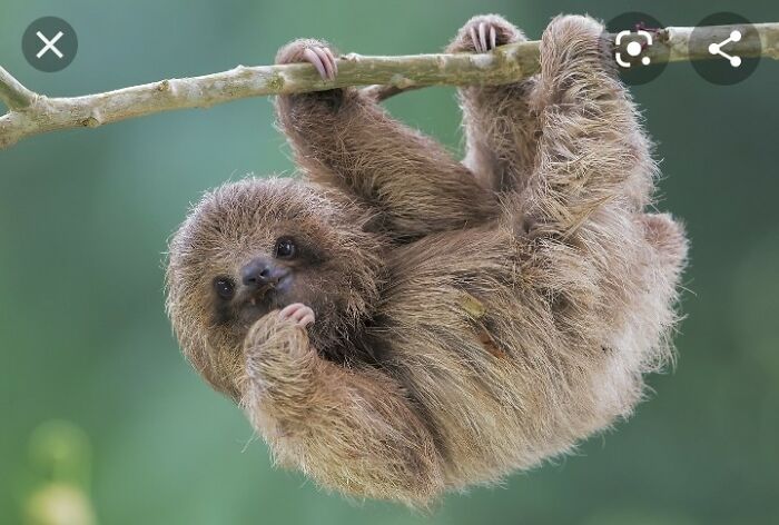 My Favourite Animal Is A Sloth, They Are So Laid Back And S..l..o..w (Like Me!) And This Little Sloth Is My Favourite