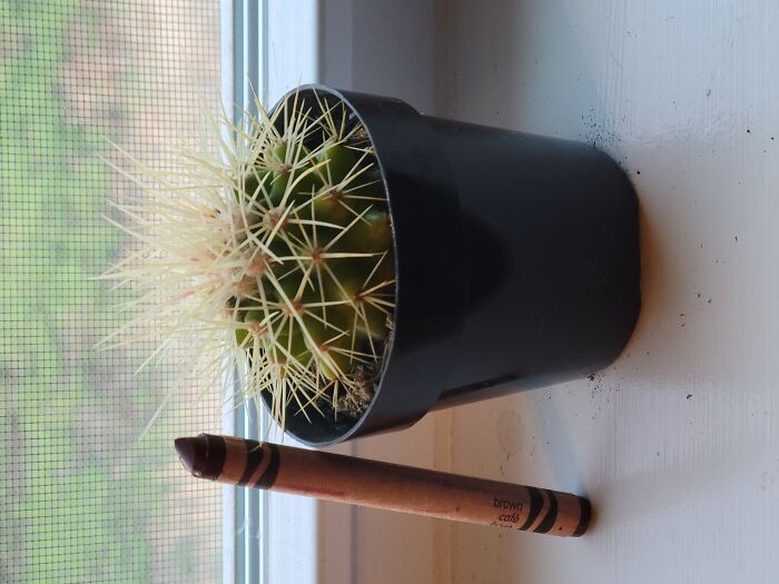 Tada!!! Ma Cactus (Crayon For Scale)