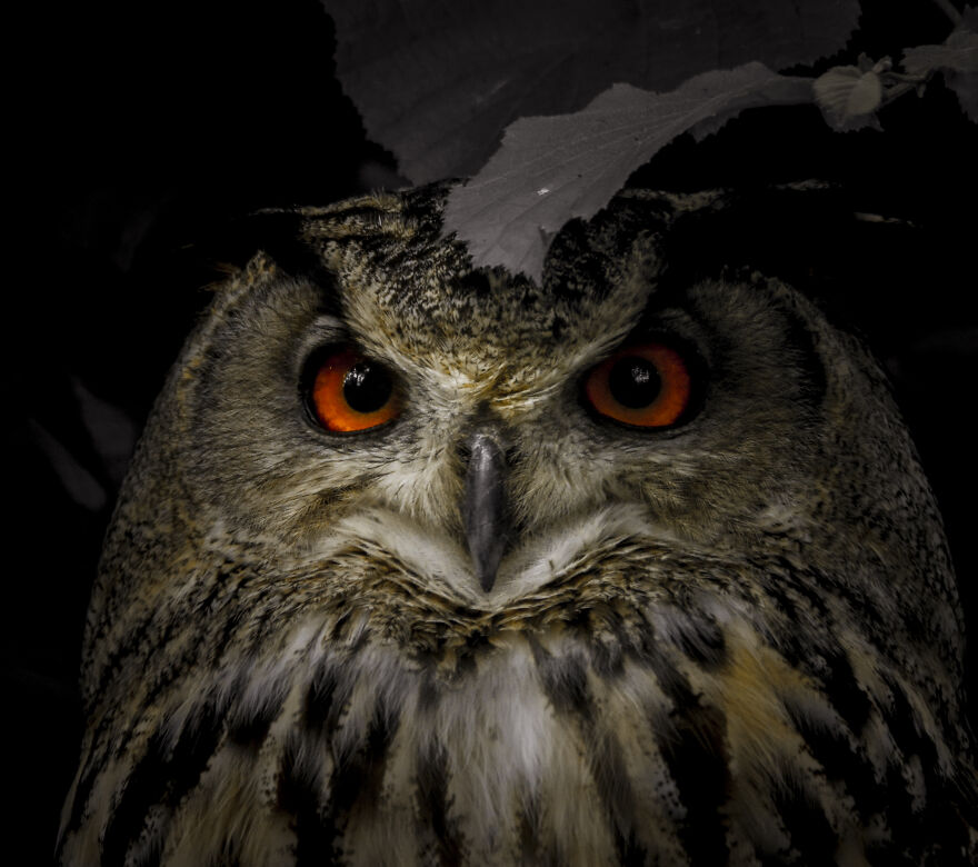 Eurasian Eagle-Owl