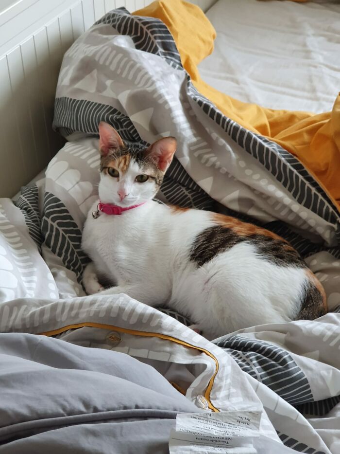 Cali The Destroyer (Of Spider Plants)