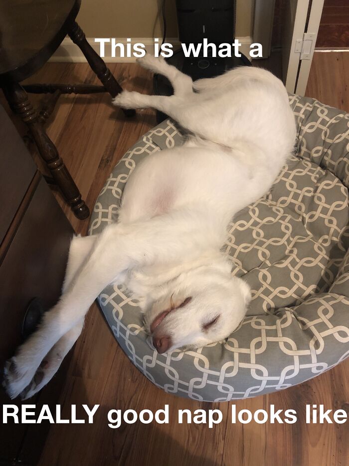 This Is Willow...she's A Lab Mix And A Really Good Friend!