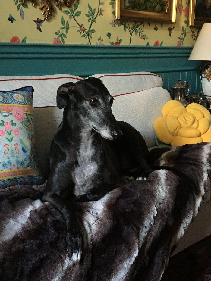 ...and Her Younger Sister Following In Her Pawprints