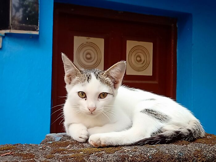 The Flower Of Summers