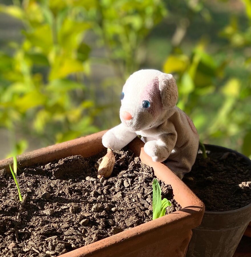 Some Gardening Will Get Our Garden Ready For Spring