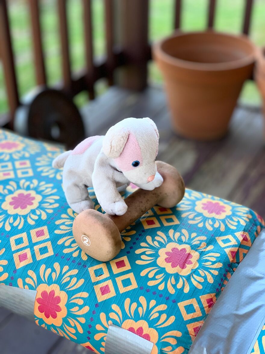 Did You Know That Weight Lifting Is Great To Keep Even A Little Doggy In Shape?