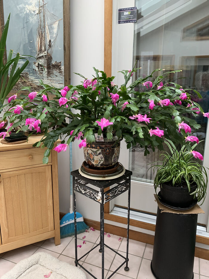 Christmas Cactus In Full Bloom