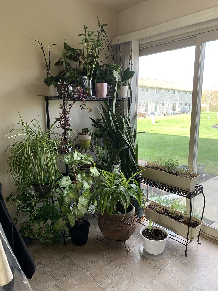 Why Choose Only One Plant When I Can Show Off The Whole Bunch All In One Photo? We Name Every Single One Of 'Em :d