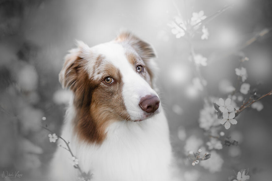 My Flower Power Dog Photos (10 Pics)