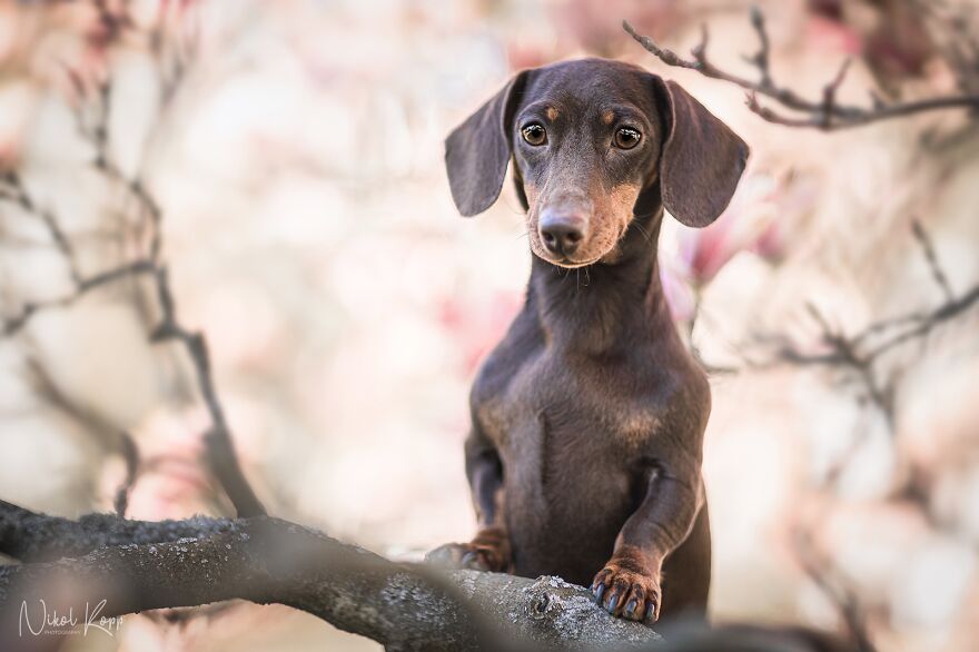 My Flower Power Dog Photos (10 Pics)