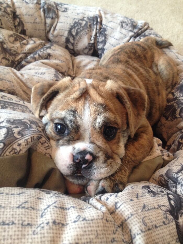 My Bulldog When He Was A Puppy