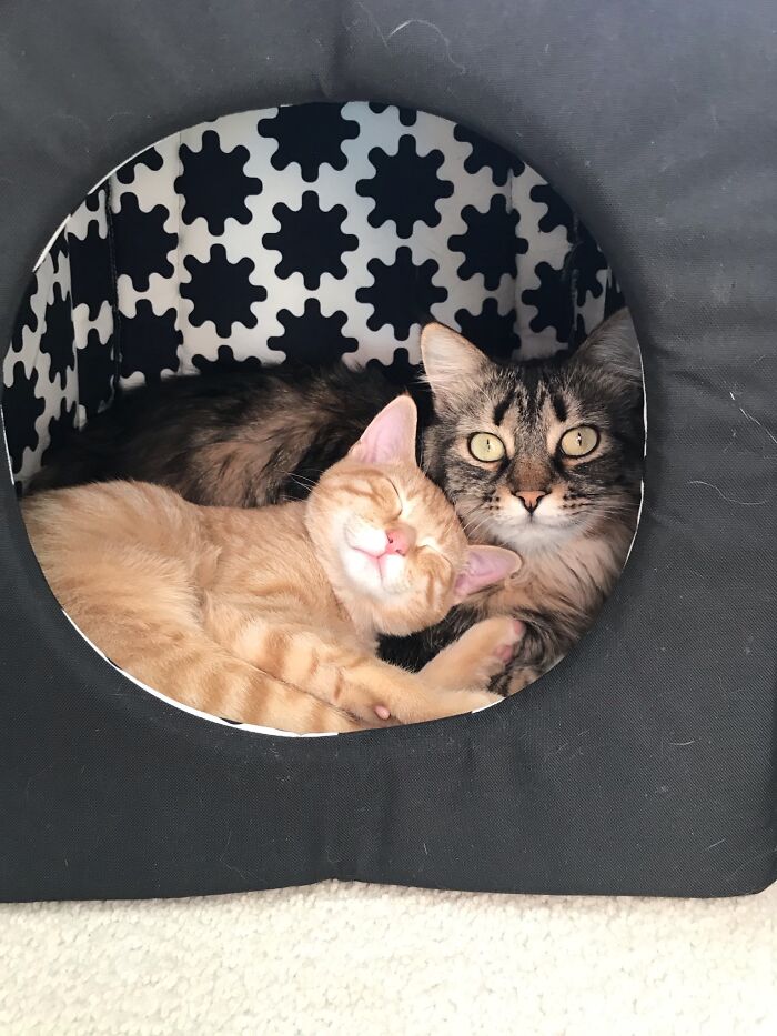 2 Of My 5 Cats. They Are Inseparable!