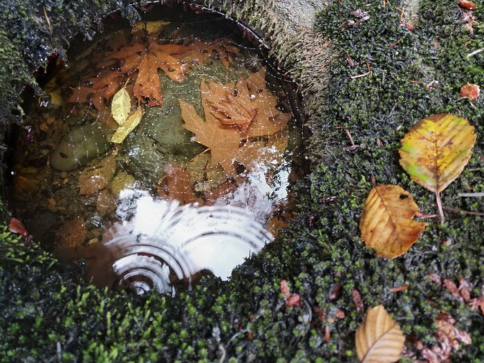 Spider Web Over Leaves