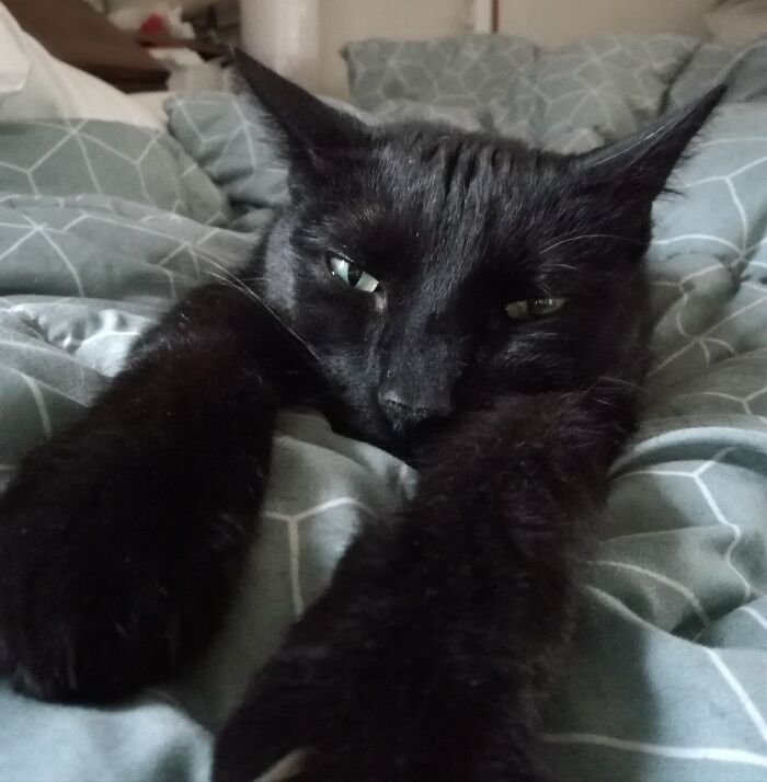 My Very Sweet Cat, Billy