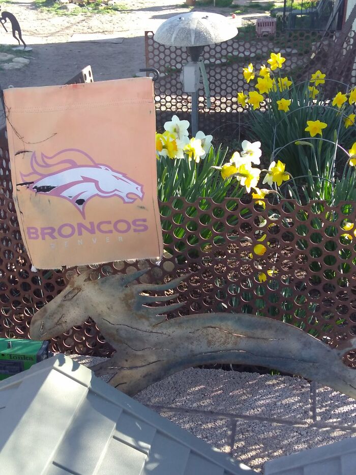 Daffodils! Excuse The Tattered Nfl Flag.