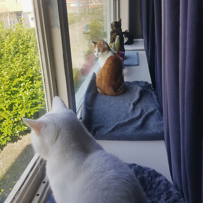 The Full Window Display