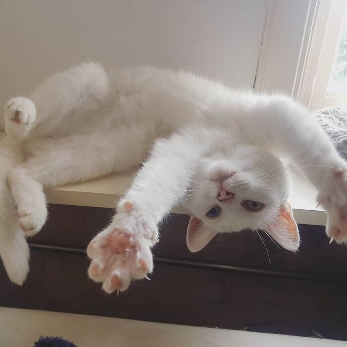 Give Attention Now Pls!