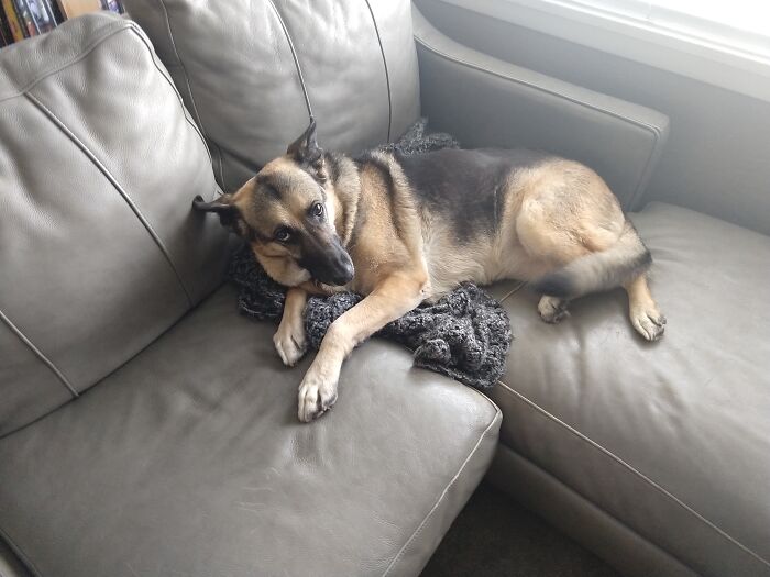 My Dog Knowing She Shouldn't Be On The Couch But Still Is.