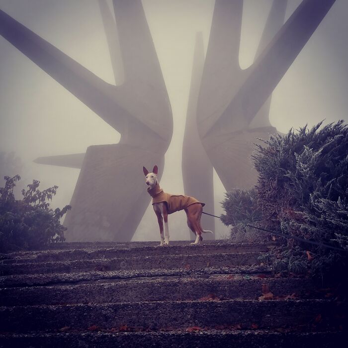 Jagoda, Intergalactic Gate Keeper