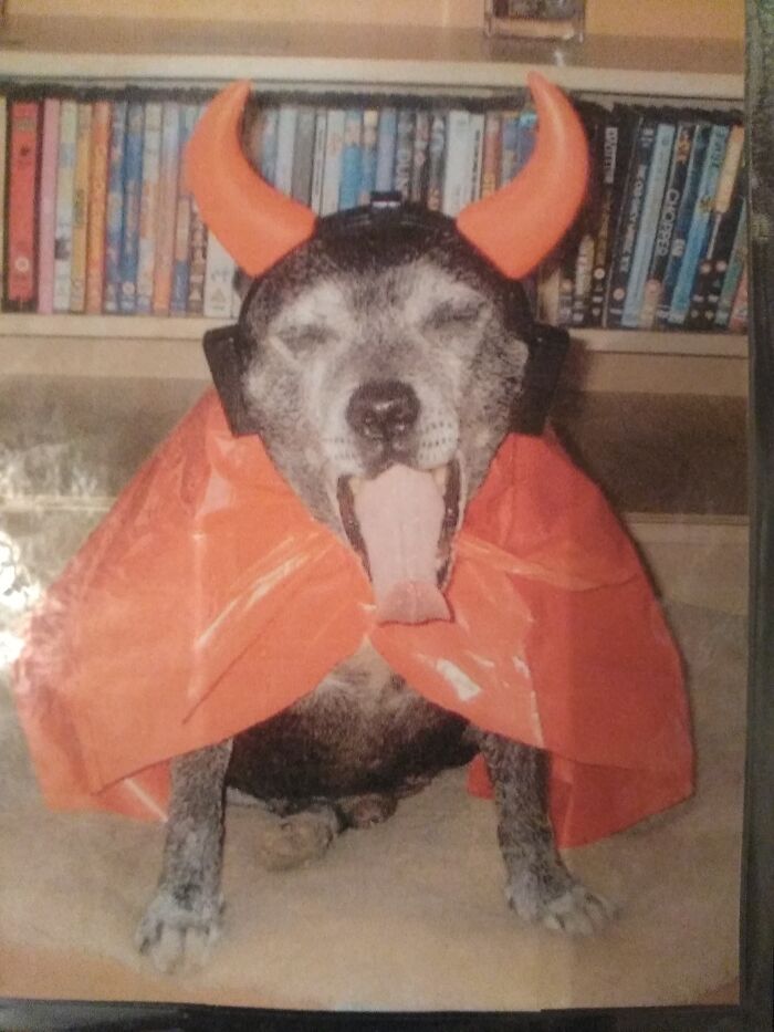 I Ain't No Devil Dog