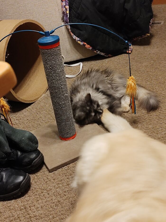 Fierce Kitty, Destroyer Of Tails!