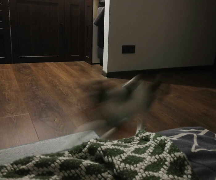 There Is A Cat In This Photo. Tried To Catch Him Playing With An Ice Cream Packaging. Capturing A Cat In Motion Is Still An Unreachable Goal