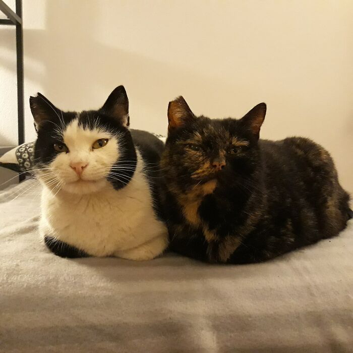 Cuffia And Schuldie. The Were Street Cats. Now They Are A Loving Couple.