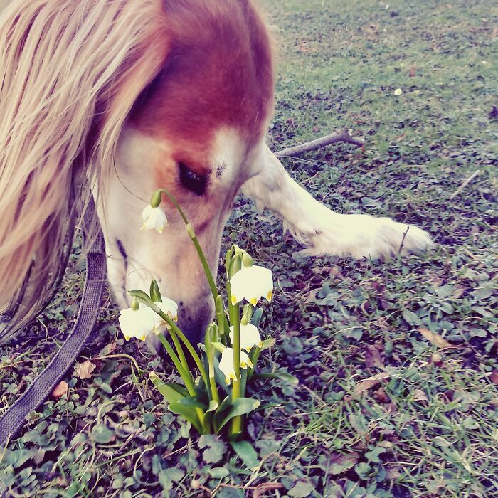 Here Is Zimriy Our Saluki.