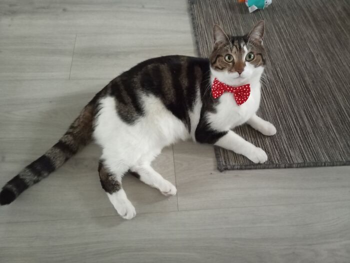 Flynn The Magnificent