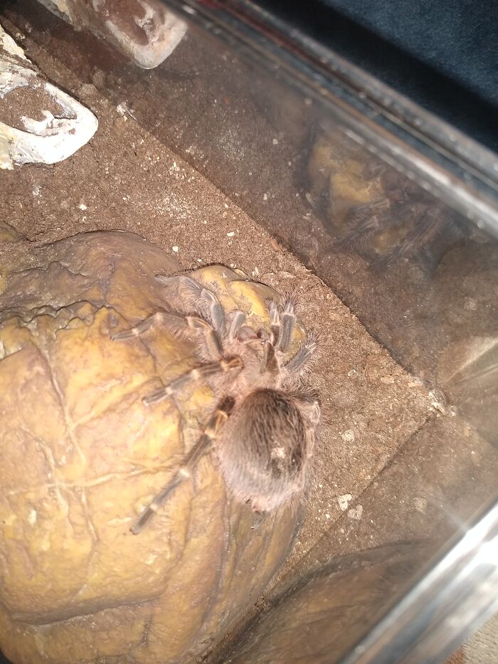 Amber, A Grammostola Pulchripes (Choco Golden Knee)