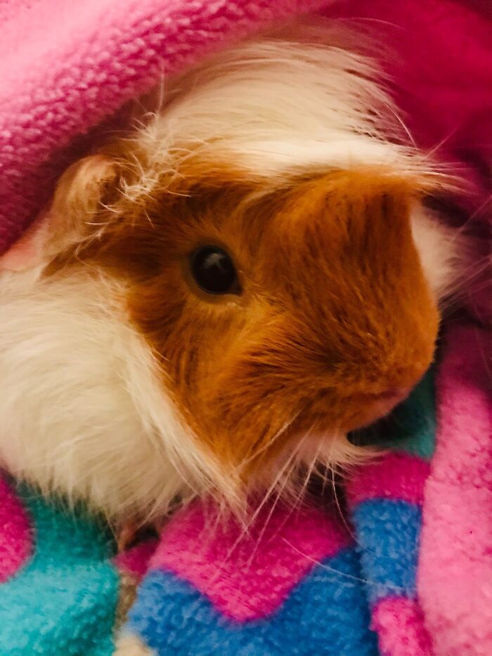 My Peruvian Guinea Pig Herbie! So Colorful!