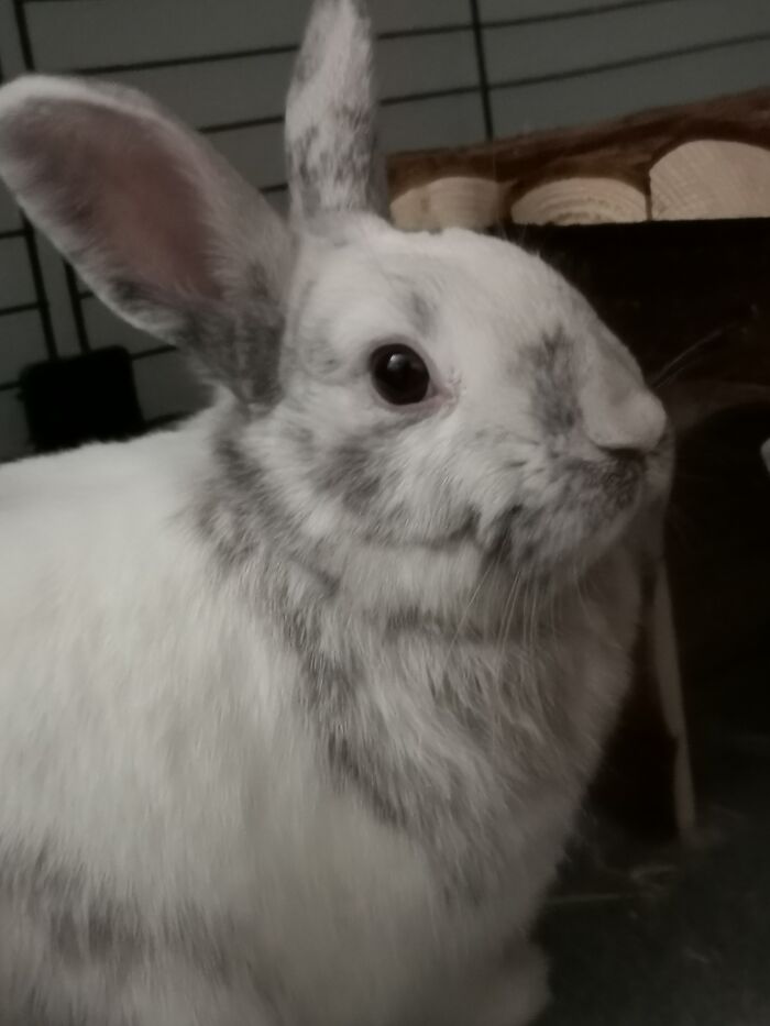 This Is Steve. He Loves To Run Laps Around The House. He´s The Model Of The Family