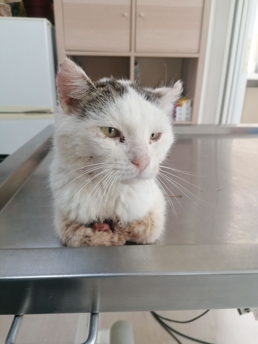 Ashley & Larry.
two Little Friends That Fight For Their Lives!