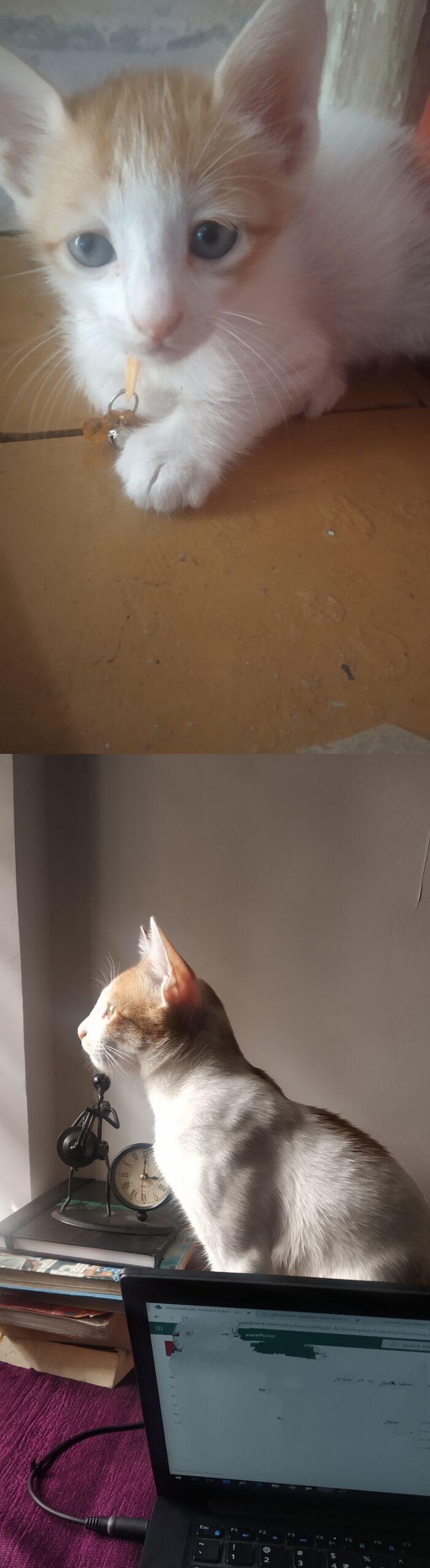 Meet Minnu... When We Brought Him.. He Was 15days..2nd Pic Is Current Pic And He Is Of 8 Months Now