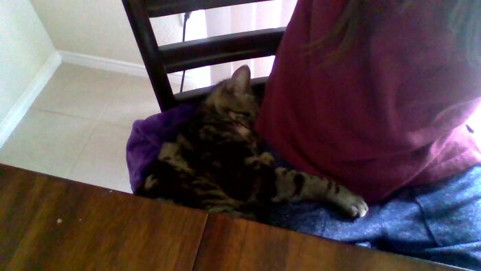 My Cat Hugging My Daughter While She Is In Zoom