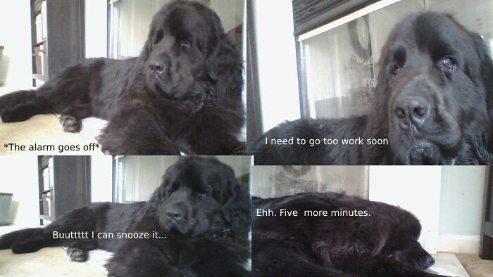 My Newfoundland Dog As A Meme