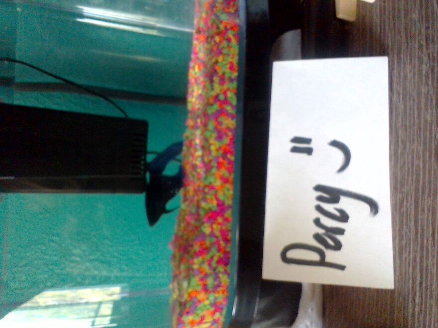 Nice Cool Saturday Morning With Percy!