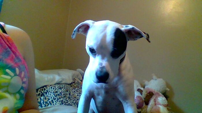 Cold Is A Pitbull Mixed With Dalmatian