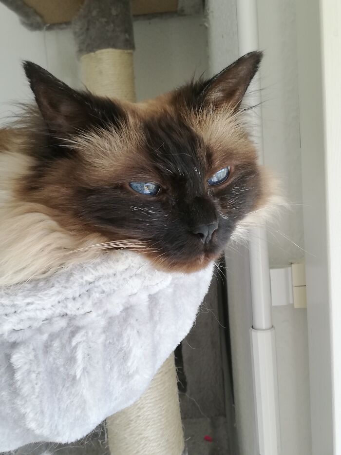 My Beautiful Sacred Birman Minouche