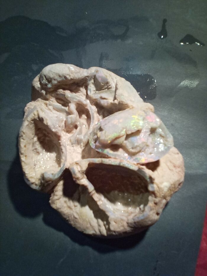 Opalised Fossil Marine Shells 15-20 Million Years Old