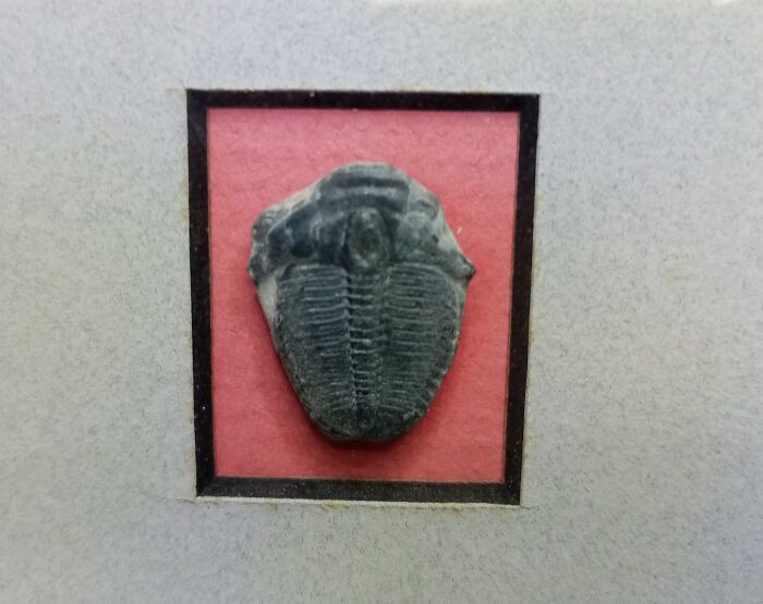 This Little Trilobite - Approx. 500 Million Years Old