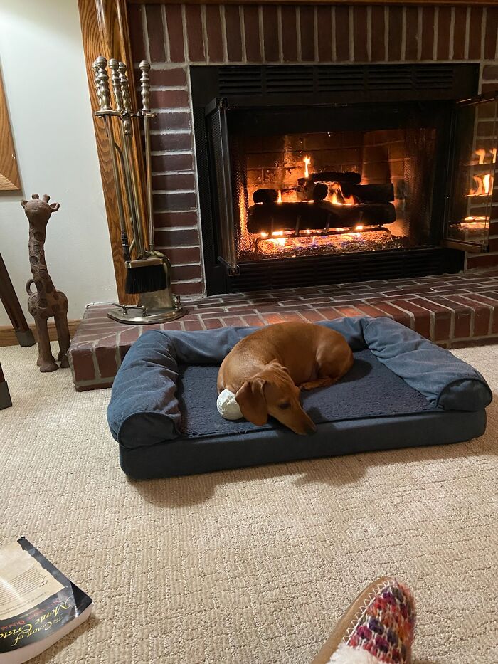 A Dog And His Ball, I Want His Life.