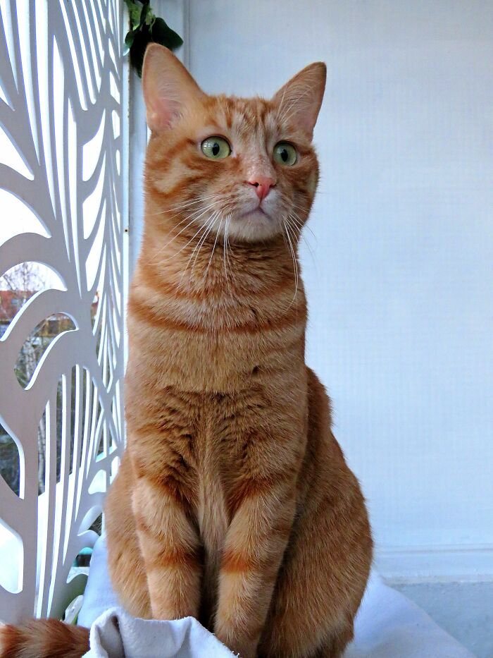 My Beautiful Boy,i Think He's A Dog In A Cat's Body, Win-Win 🥰